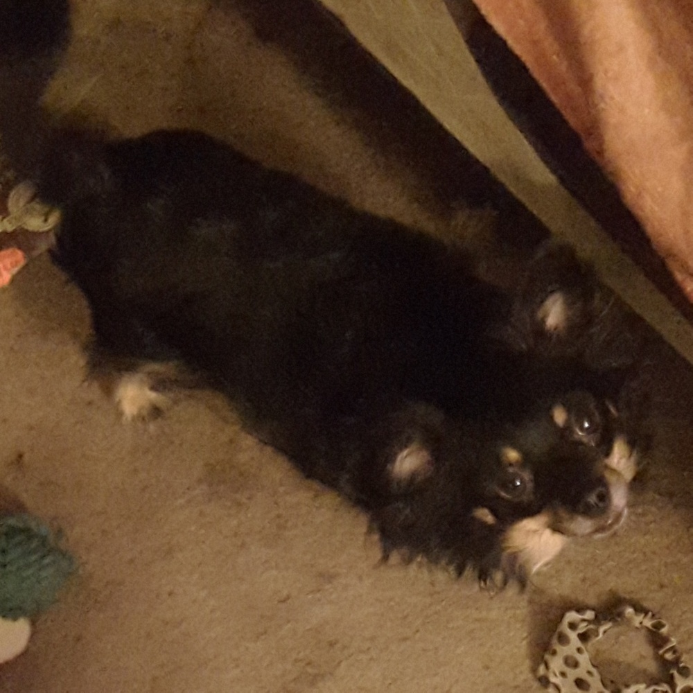 My baby Romeo!